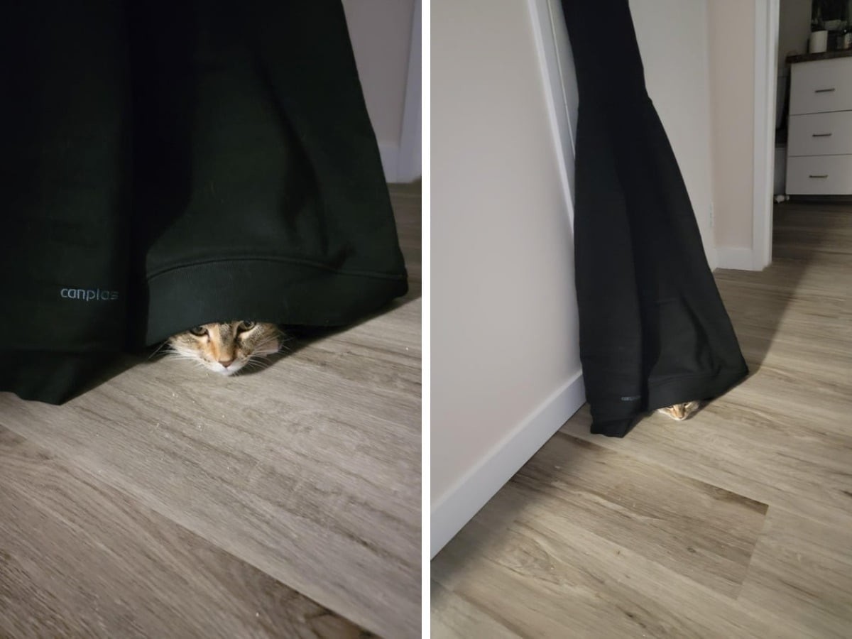 Веселая подборка фотографий животных, которые думают, что их не видно (17 фото)
