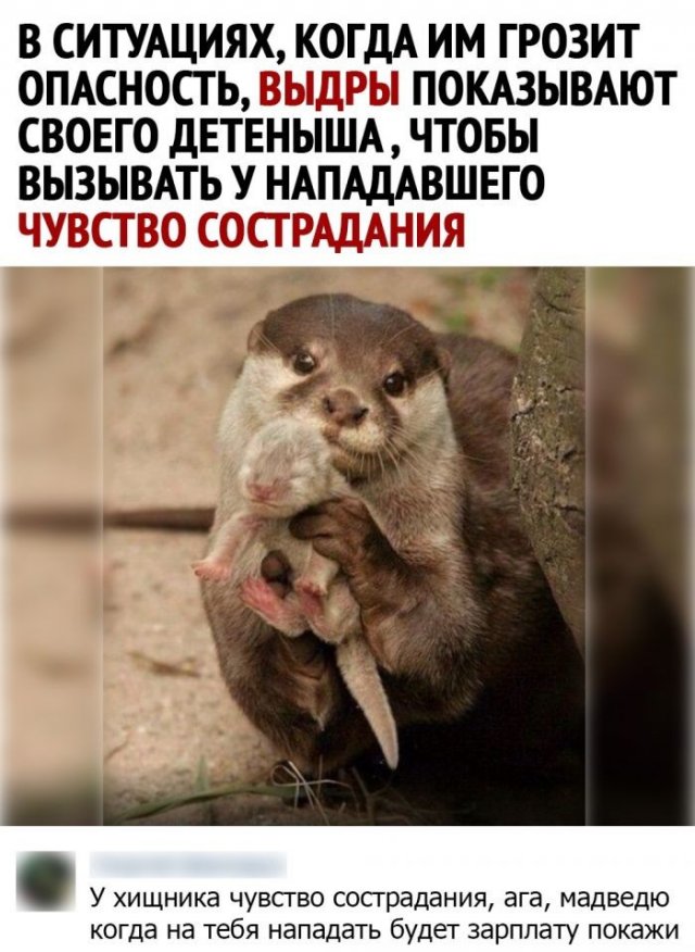 Смешные комментарии к постам в социальных сетях (15 фото) Смешные комментарии к постам в социальных сетях (15 фото)