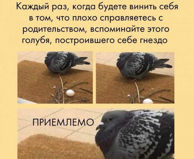 Родительские шутки и мемы (14 фото) Родительские шутки и мемы (14 фото)