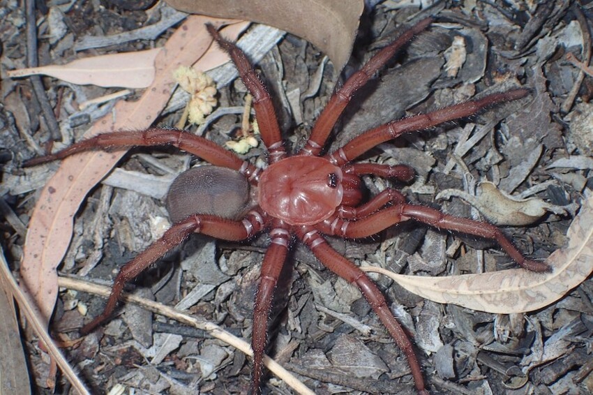 В Австралии обнаружен редкий вид гигантского паука (5 фото + 1 видео)