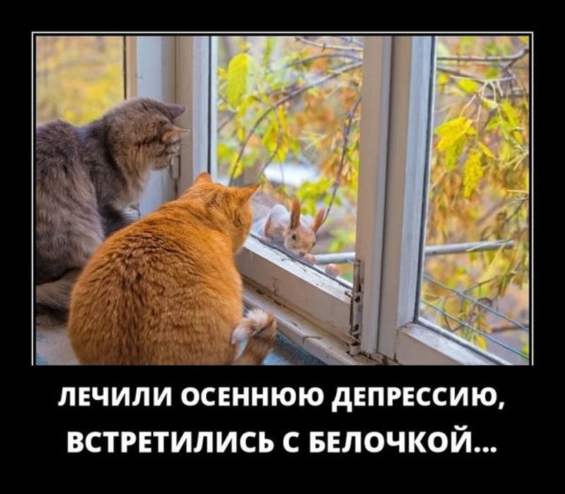 Демотиваторы 2849 Демотиваторы 2849
