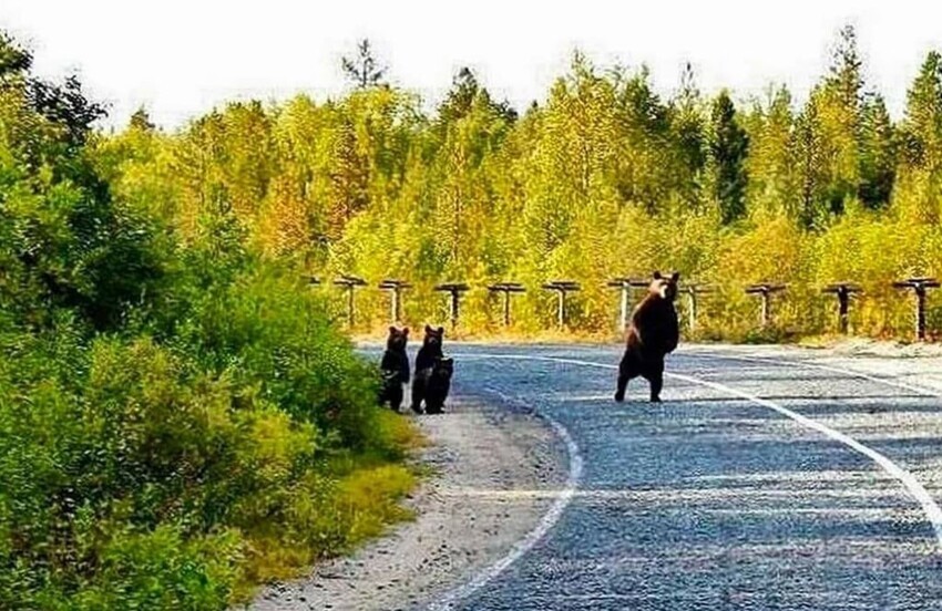 15 забавных моментов, которые сложно выкинуть из головы (16 фото)