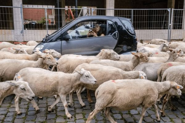 "Это безумный, безумный мир": проект бельгийского фотографа об абсурде, творящемся на улицах мира (15 фото)