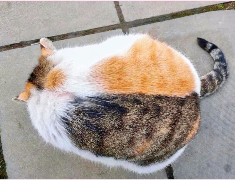 22 запутанных кадров, доказывающих, что даже самый острый глаз может ошибиться (23 фото) 22 запутанных кадров, доказывающих, что даже самый острый глаз может ошибиться (23 фото)