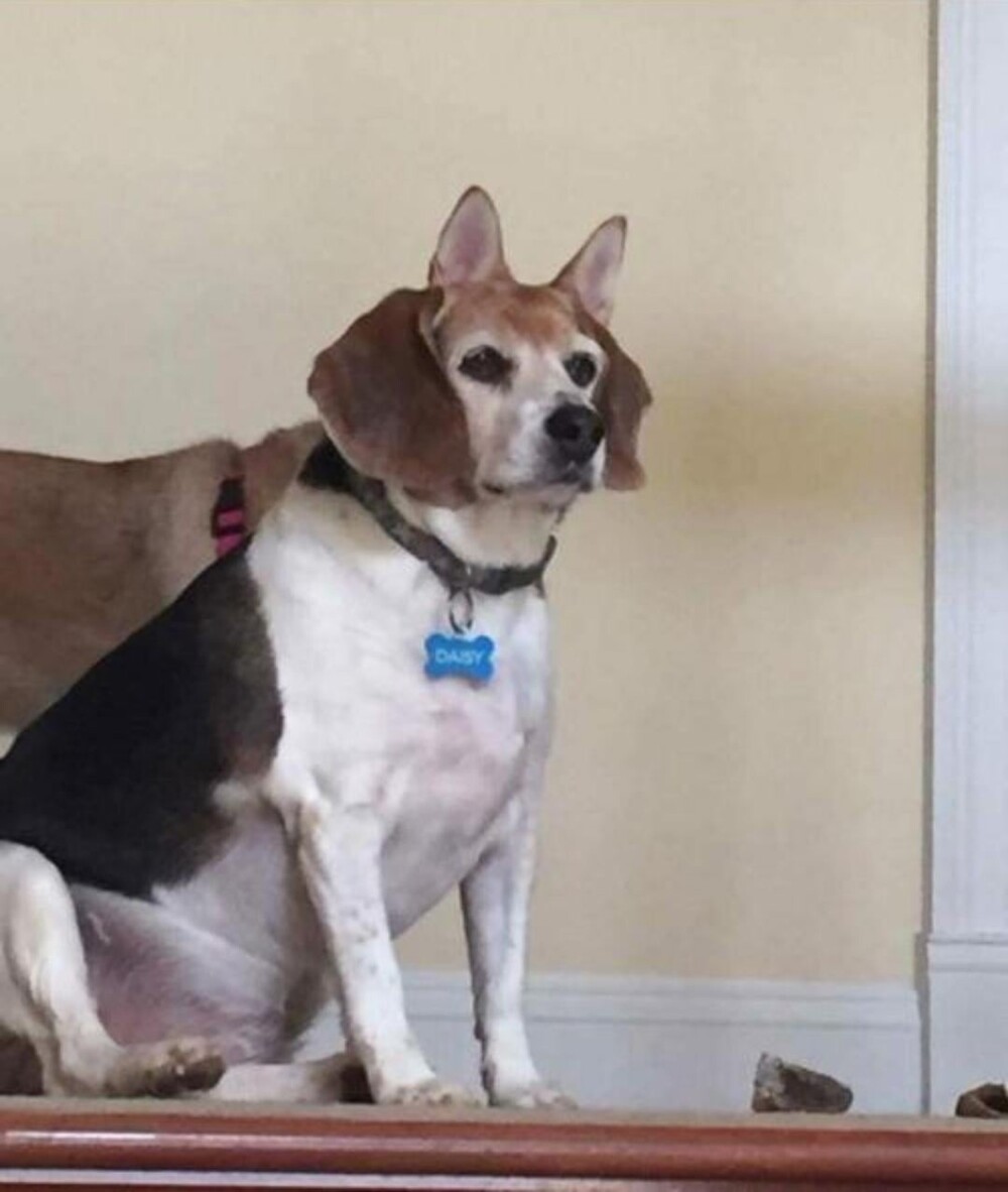 22 запутанных кадров, доказывающих, что даже самый острый глаз может ошибиться (23 фото) 22 запутанных кадров, доказывающих, что даже самый острый глаз может ошибиться (23 фото)