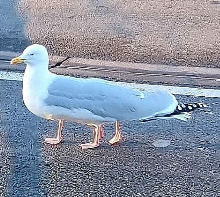 22 запутанных кадров, доказывающих, что даже самый острый глаз может ошибиться (23 фото) 22 запутанных кадров, доказывающих, что даже самый острый глаз может ошибиться (23 фото)