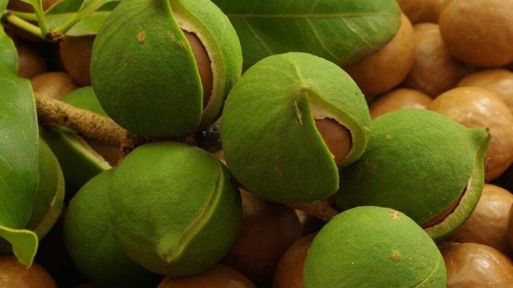 Орех макадамия: драгоценный дар природы