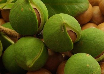 Орех макадамия: драгоценный дар природы