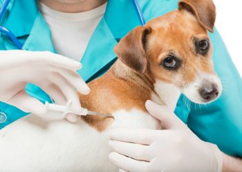 Чипирование собак в Москве